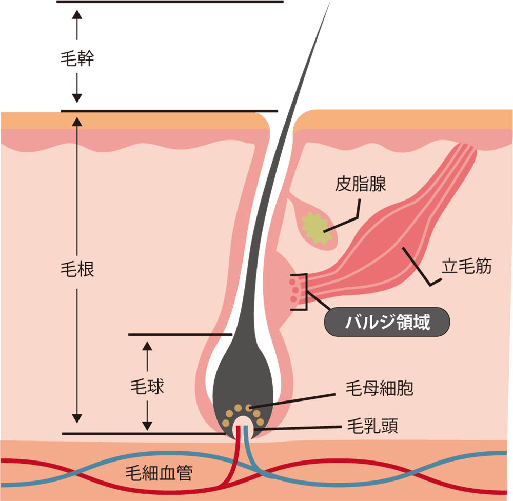 頭皮環境の断面と「バルジ領域」の画像