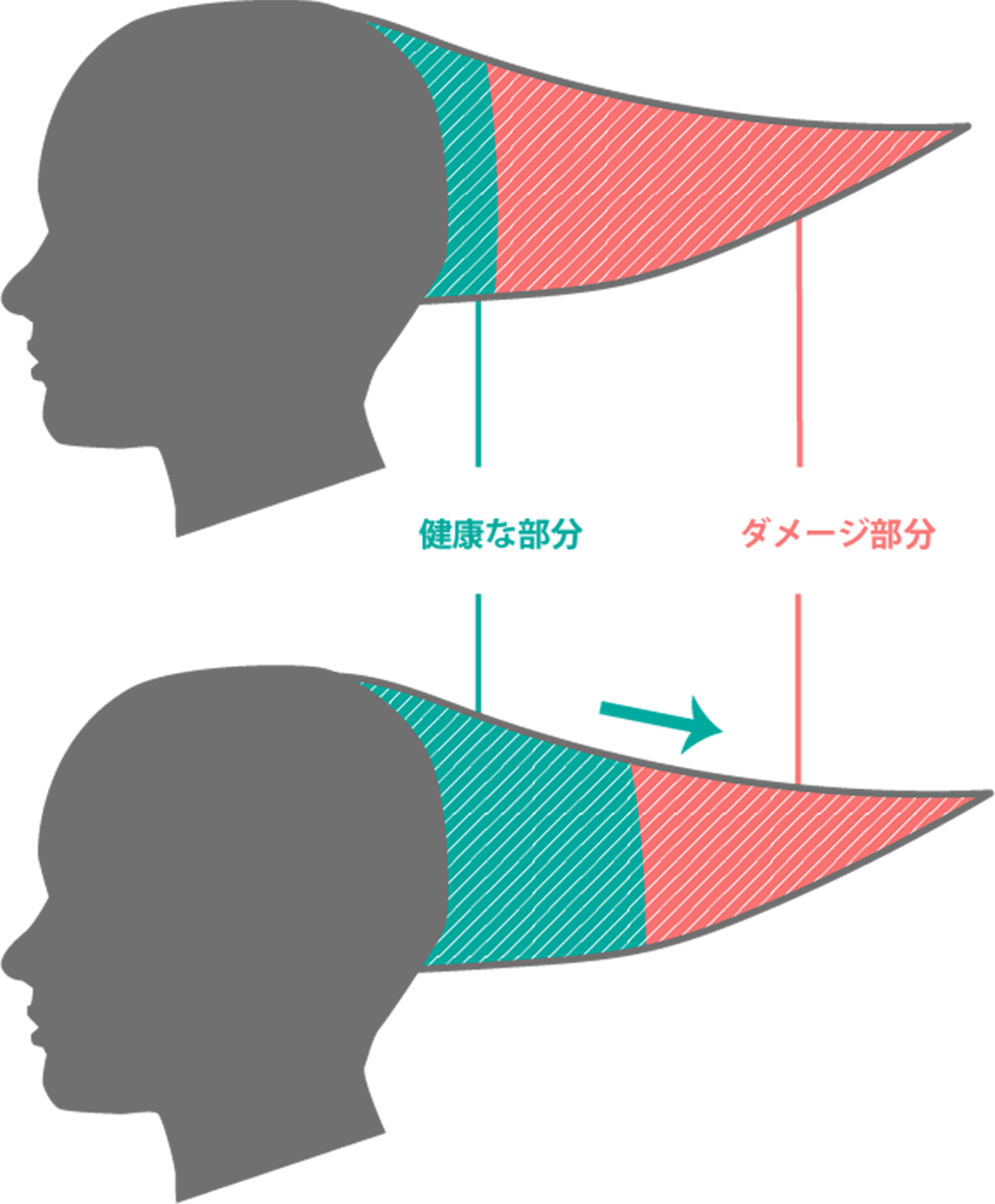 ページボーイ式髪質改善で、健康な髪の部分が増えている様子の画像